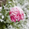 snow 3467 resize
