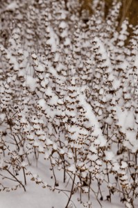 snow_0620