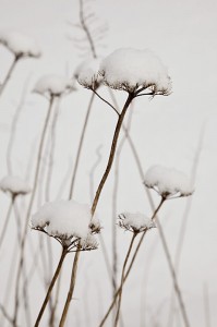 snow_0621